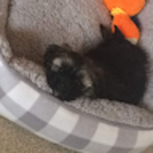 Meet your Posher, Emma